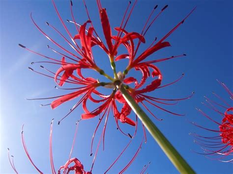 彼岸花開花|【彼岸花】今年はヒガンバナの開花が遅い！？〜気温と開花時期。